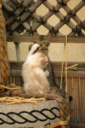 Cat pictures｜左ストレート！