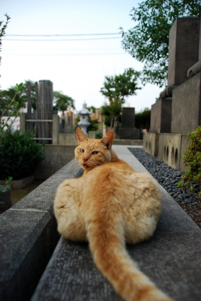 Cat pictures｜谷中墓地のねこさん