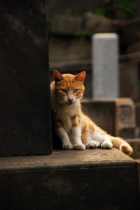 Cat pictures｜谷中墓地のねこさん　2