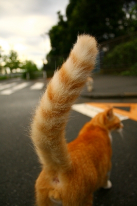 Cat pictures｜しっぽ