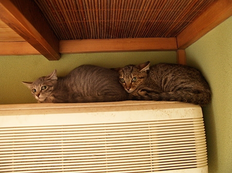 Cat pictures｜福島保護猫