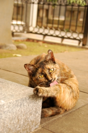 Cat pictures｜谷中墓地のねこさん  3