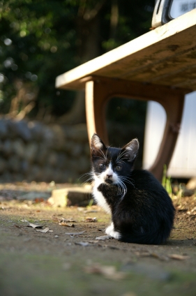 Cat pictures｜神社子猫