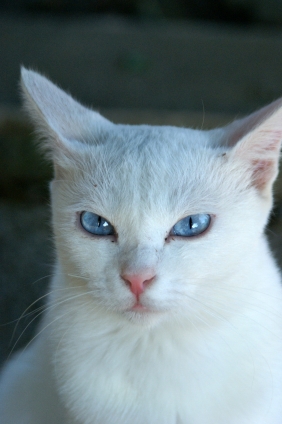 Cat pictures｜blue  eyes