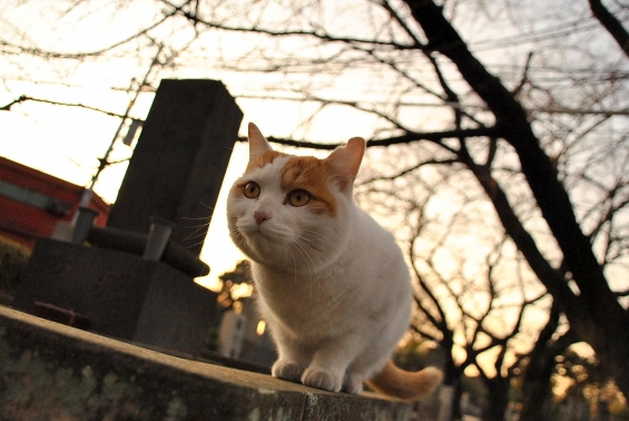 Cat pictures｜谷中墓地のねこさん 　4