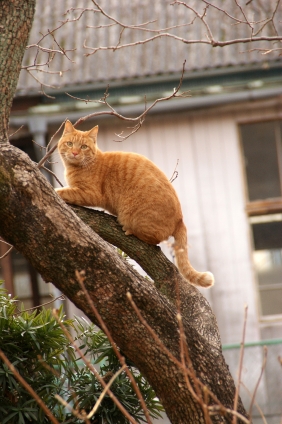 Cat pictures｜木登りにゃんこ