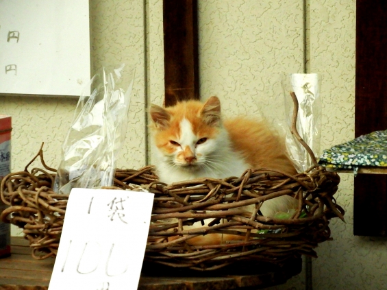 Cat pictures｜100円？