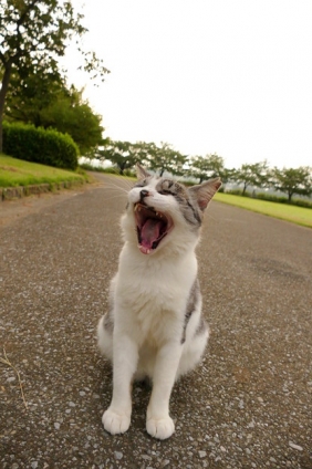 Cat pictures｜あ～！