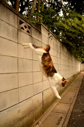 Cat pictures｜ダイブ！