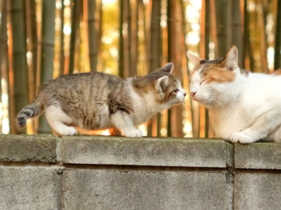 Cat pictures｜kiss