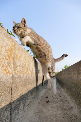 Cat pictures｜ジャンプ！