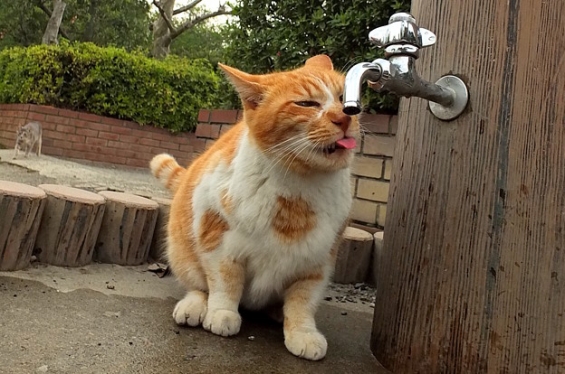 Cat pictures｜新鮮な水はうまいにゃ。