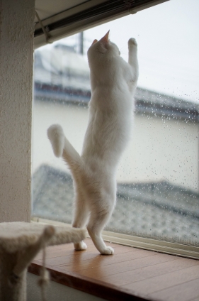 Cat pictures｜お～い！！！！！