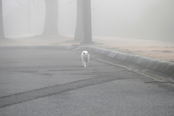 Cat pictures｜霧の中を。