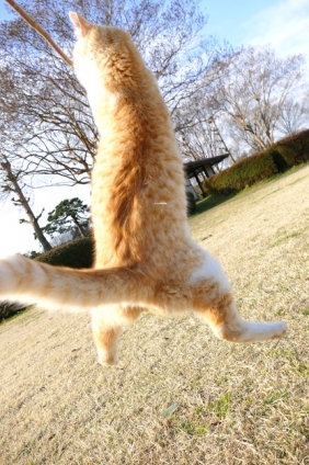Cat pictures｜レシーブ！