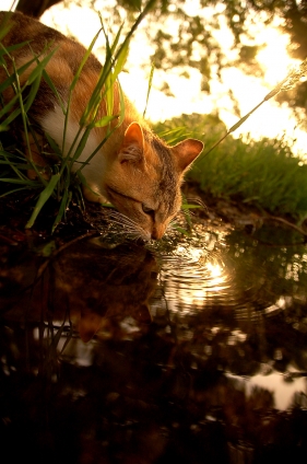 Cat pictures｜お水おいしいにゃ。