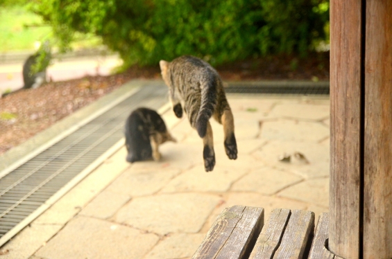Cat pictures｜ジャンプ！