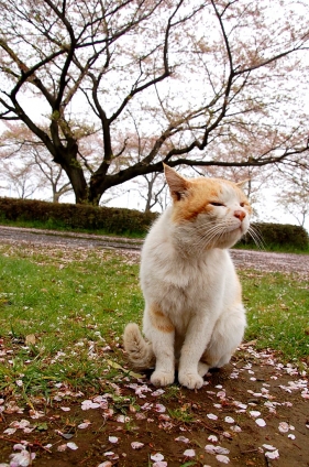 Cat pictures｜春の匂い
