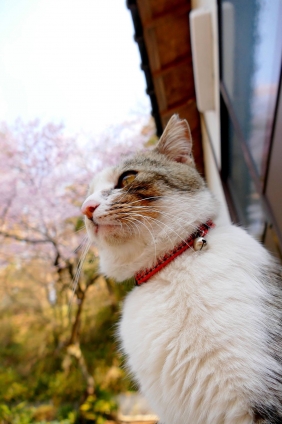 Cat pictures｜春