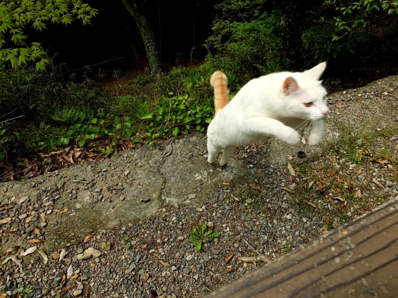 Cat pictures｜唐沢山神社猫