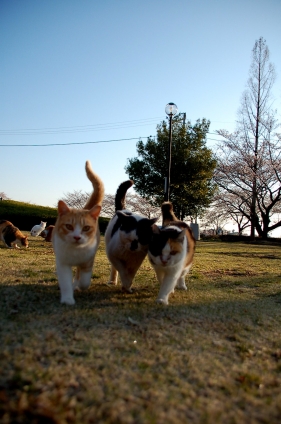 Cat pictures｜行こう！うん、行こう！