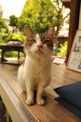 Cat pictures｜川越町にゃん