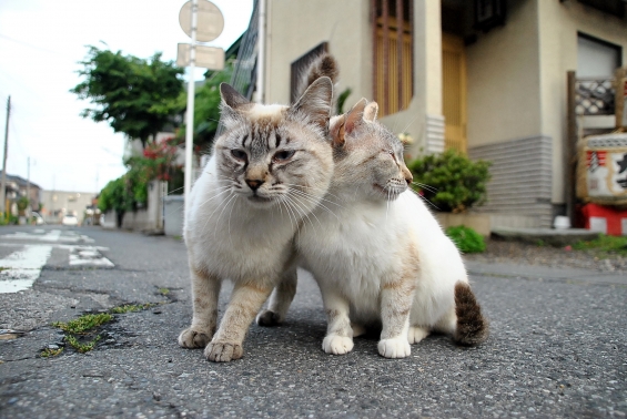 Cat pictures｜なかよし