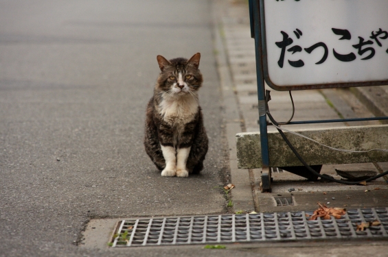 Cat pictures｜生きる