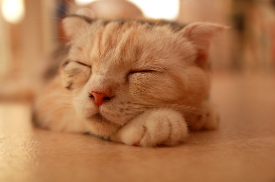 Cat pictures｜昼寝するニャ。