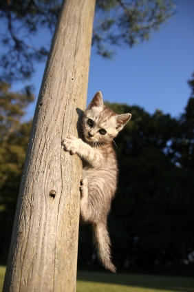 Cat pictures｜木登り。