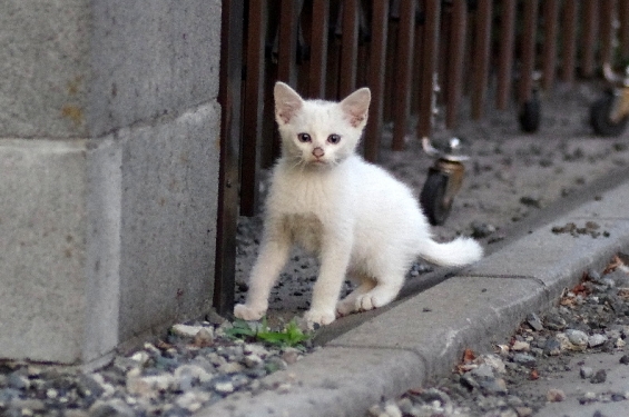 Cat pictures｜街の子猫
