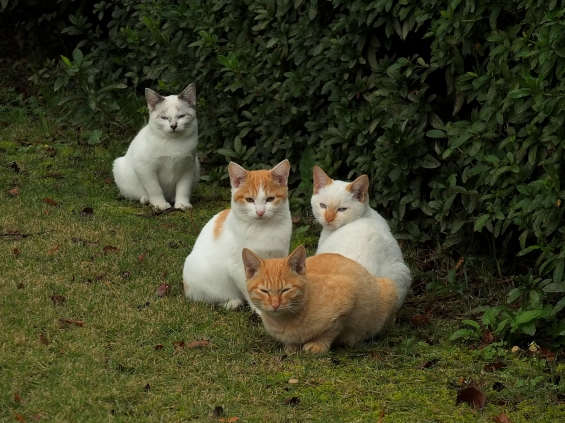 Cat pictures｜４きょうだい