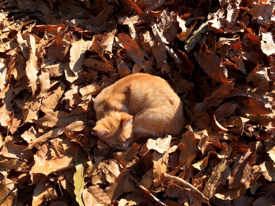 Cat pictures｜枯れ葉のベッド