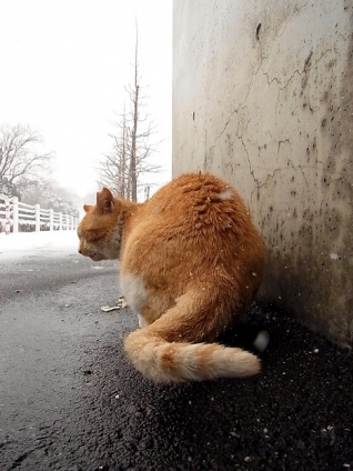 Cat pictures｜雪　猫