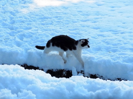 Cat pictures｜雪　猫