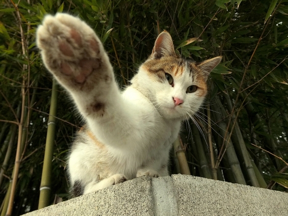 Cat pictures｜ねこぱんち！