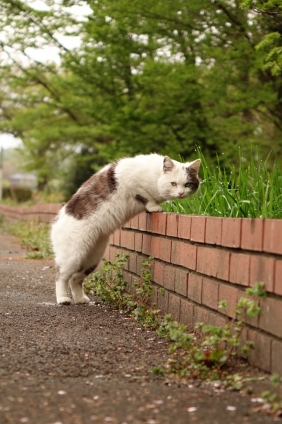 Cat pictures｜じろり・・・・・