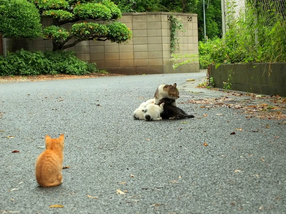 Cat pictures｜いいにゃ・・・・・