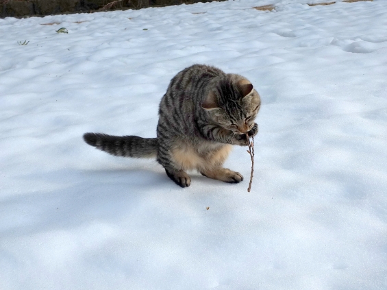Cat pictures｜雪の上で。