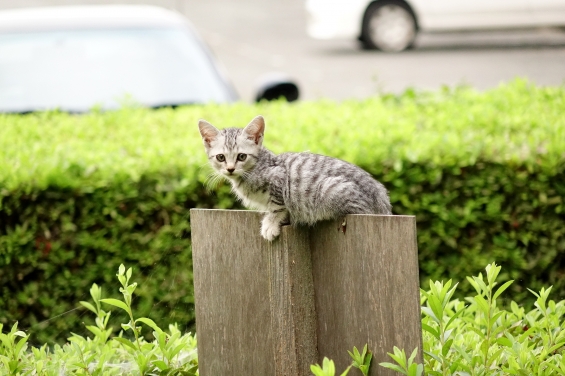 Cat pictures｜激カワ！