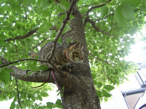Cat pictures｜さくらの木に登った『たろ』