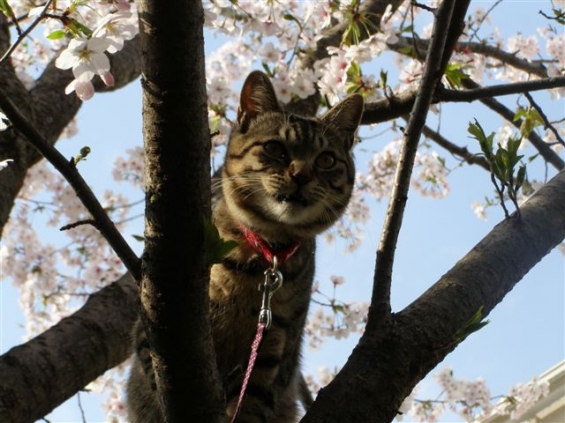 Cat pictures｜季節はずれですが花見をしている『たろ』