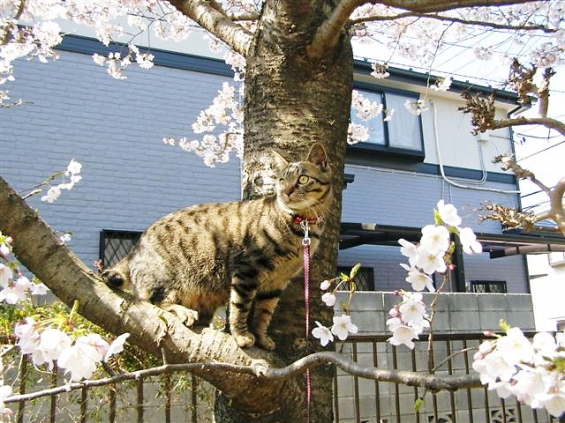 Cat pictures｜『たろ』の花見