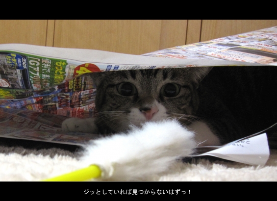 Cat pictures｜見つかる？