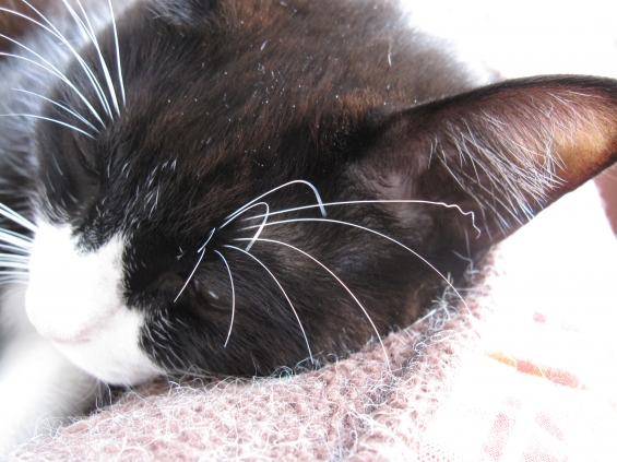 Cat pictures｜ひげがちりちりで憂鬱。