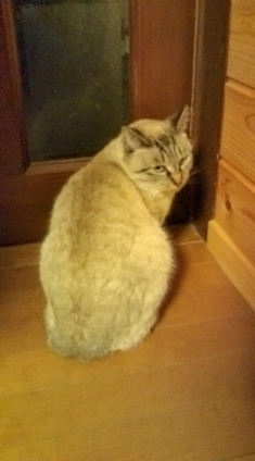 Cat pictures｜ドアを開けて！