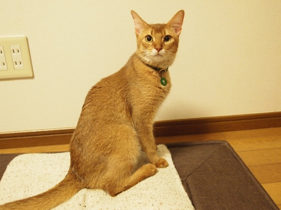 Cat pictures｜おすまし顔