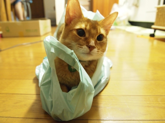 Cat pictures｜我が家の袋担当です