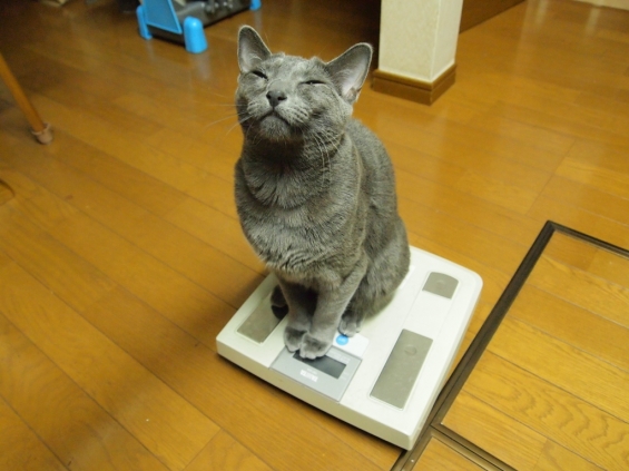 Cat pictures｜恐怖の体重測定