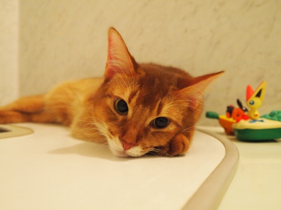 Cat pictures｜お風呂でぬくぬく♪
